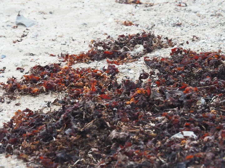 Halshuisene + Enebaerodde Beach (Denemarken)